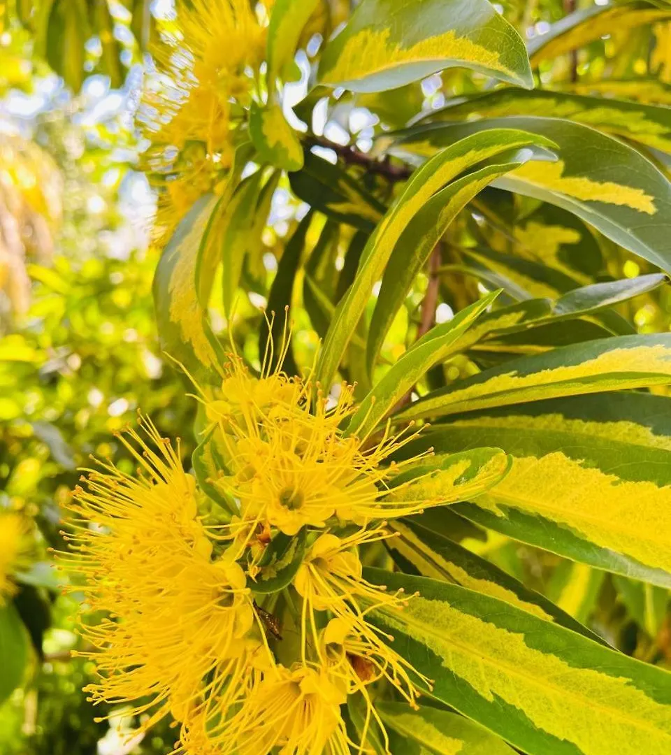 Dom wakacyjny Krishan Villa Negombo