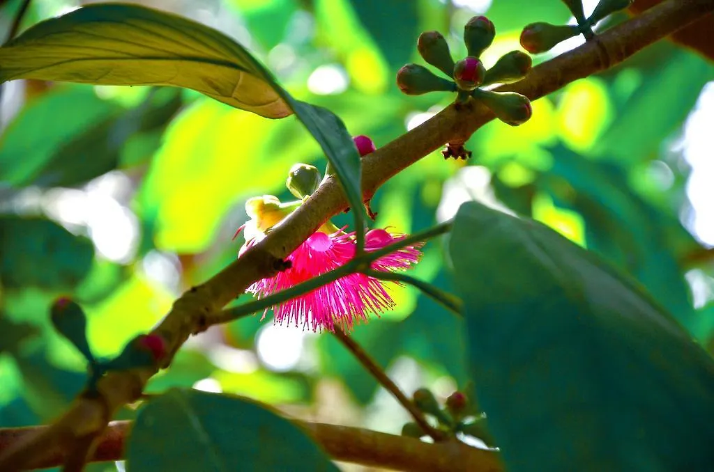 Krishan Villa Negombo Holiday home