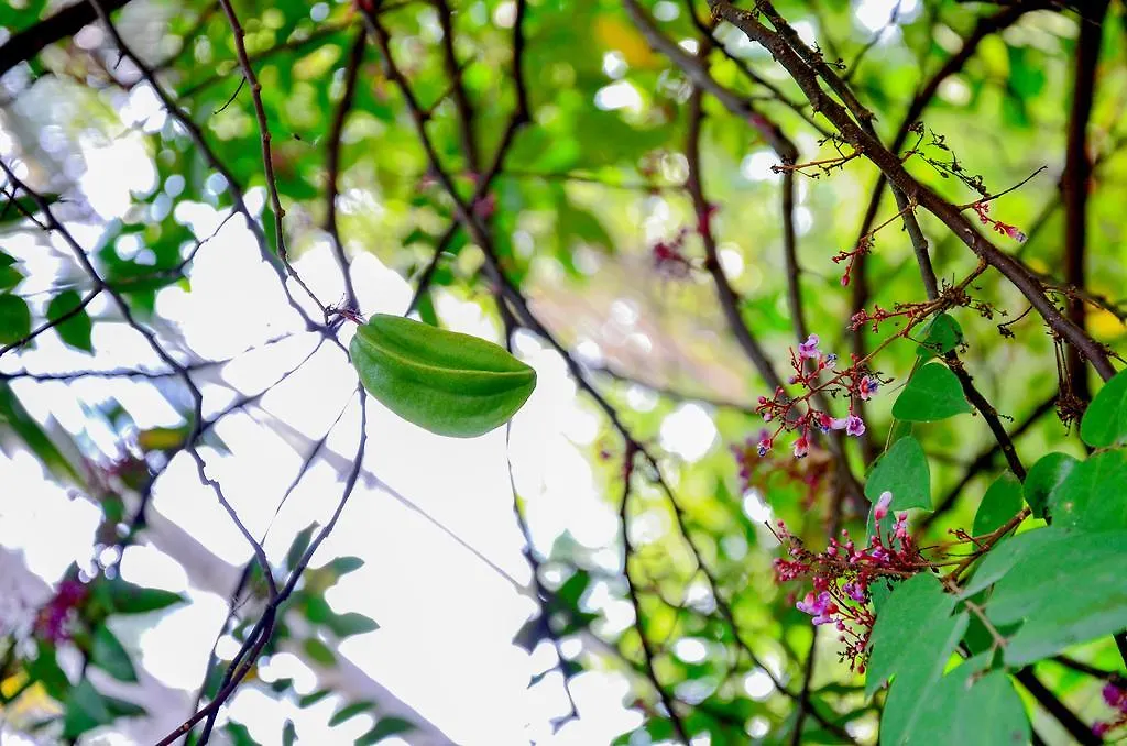 Holiday home Krishan Villa Negombo Sri Lanka